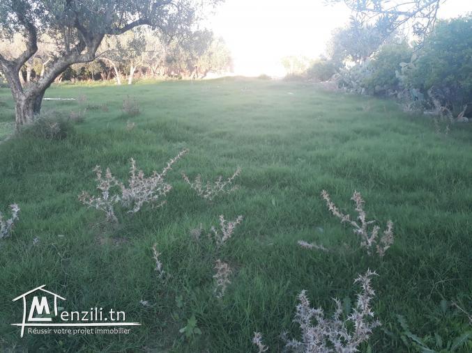 A vendre terrain de 435 m2 à Akouda - Sousse