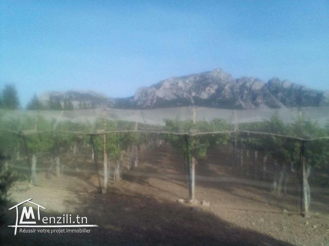 Terrain agricole 1 ha Morneg