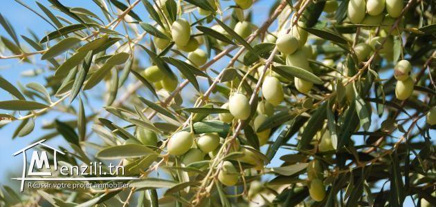 terrain agricole (sania sakwi) a el haouaria planter