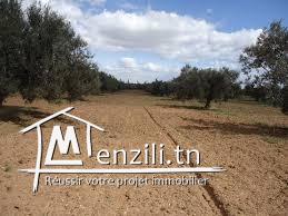 terrain 4812m² a arousja route ras jebel