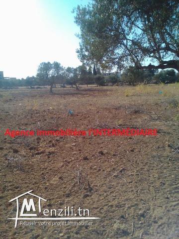 Un terrain  à Njajra - MSAKEN