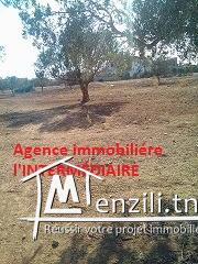 Un terrain  à Njajra - MSAKEN
