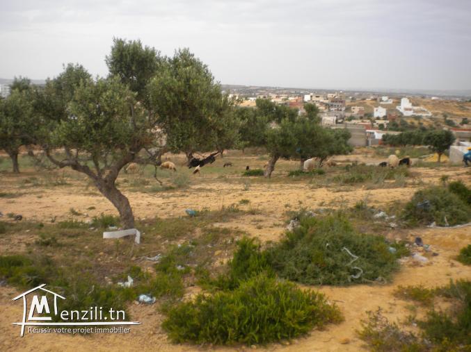 Un terrain de 2500 m² à 70 DT le m² à El Besbessia