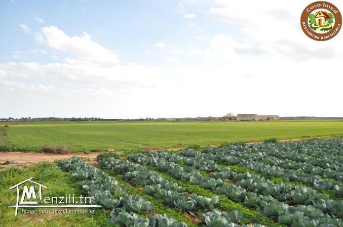 Magnifique terrain d'agriculture