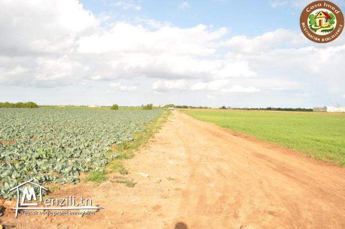 Magnifique terrain d'agriculture