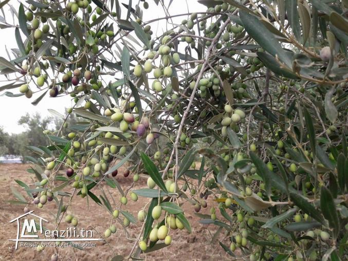 Un verger de 19200 m² à 790 MDT