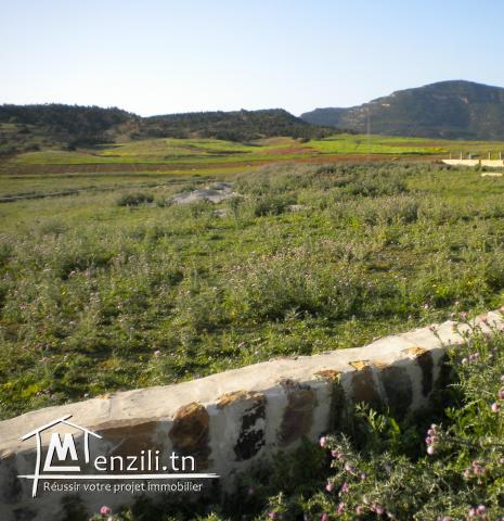 Un terrain de 2563 m² aux environs de Hammamet à 128 MDT