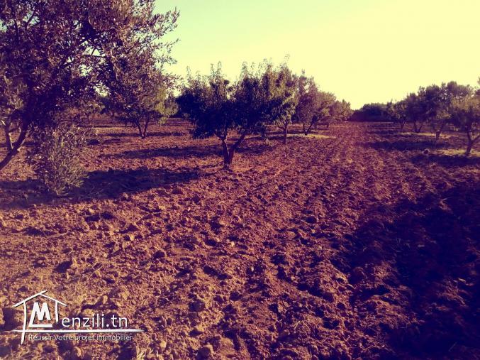 A vendre : Terrain Agricole (7 Hectares)
