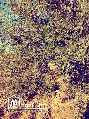 A vendre : Terrain Agricole (7 Hectares)