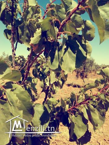 A vendre : Terrain Agricole (7 Hectares)