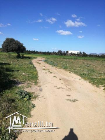 terrain zone calme a la plage kerkouane