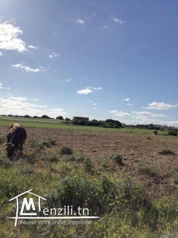 terrain 250m a la plage kerkouanbe