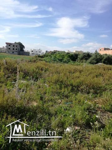 terrain mosquet bilel kelibia