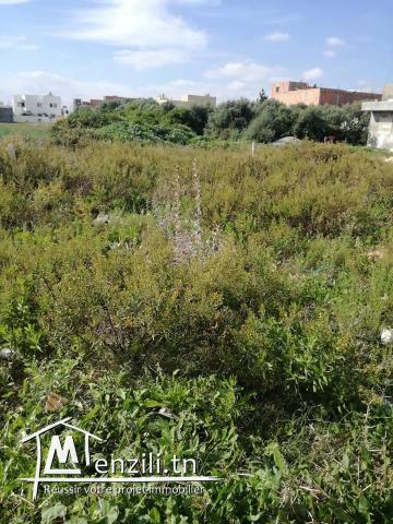 terrain mosquet bilel kelibia