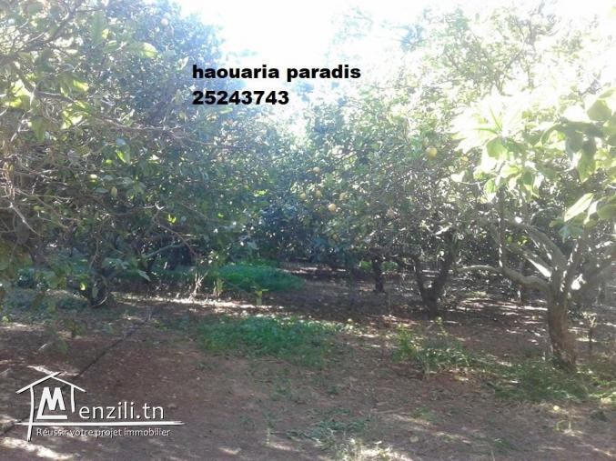 terrain agricole avec garage maison arbi planté