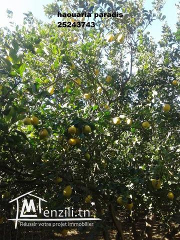 terrain agricole avec garage maison arbi planté