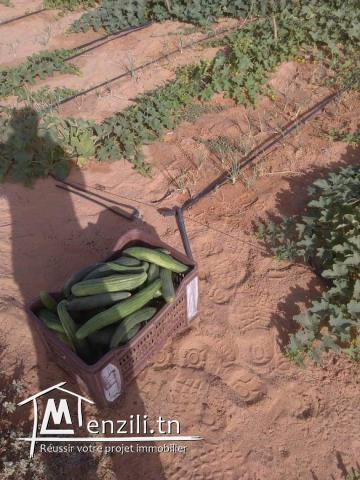 terrain agricole de 250 hectares