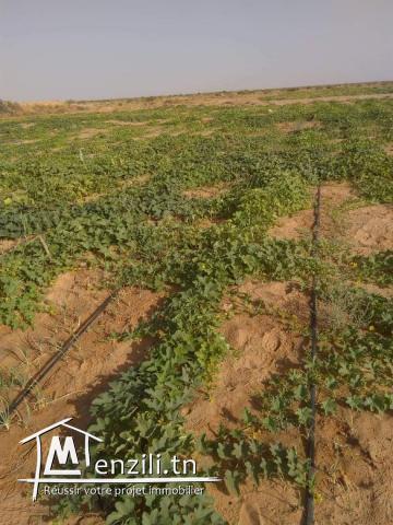 terrain agricole de 250 hectares