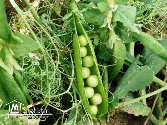 terrain agricole de 250 hectares