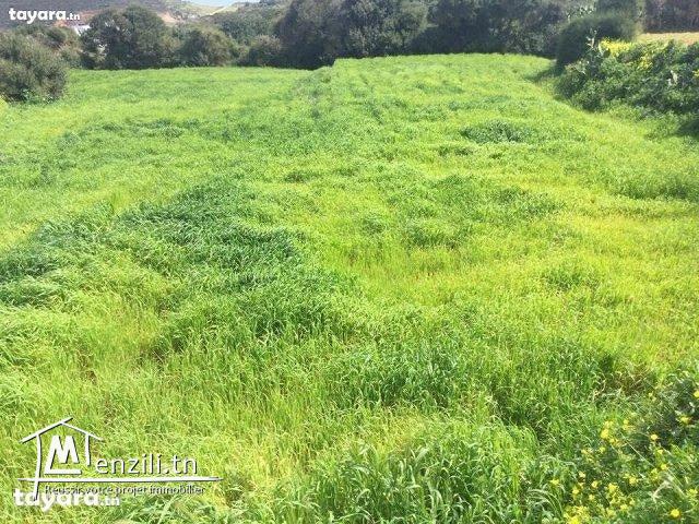 terrain à vendre prés de la mer à Sounine