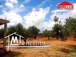 AV 677m² à manaret Hammamet AD