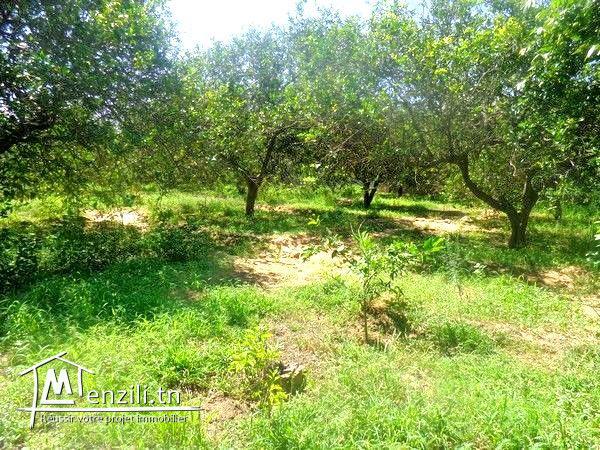 av 915m² route Birbouragba AD