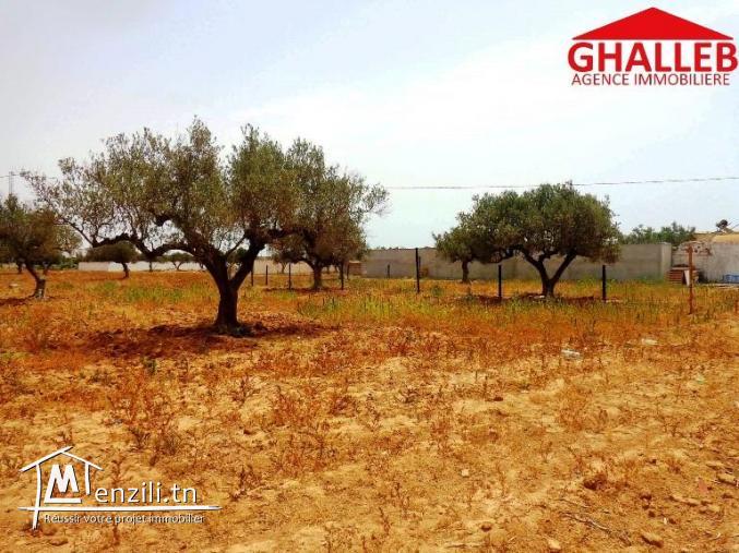 av des lots de terrains en face Yasmine Hammamet 23/3