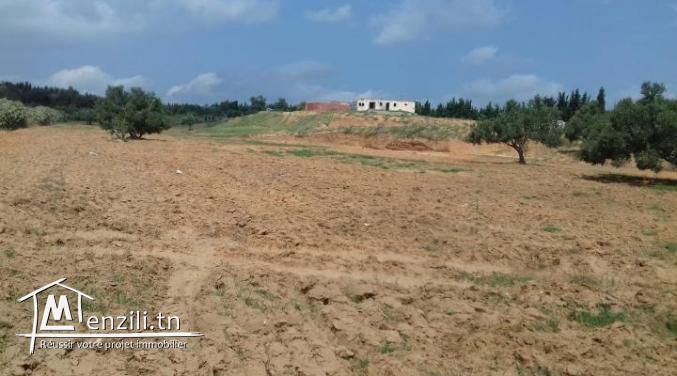 Terrain agricole de 16000m²
