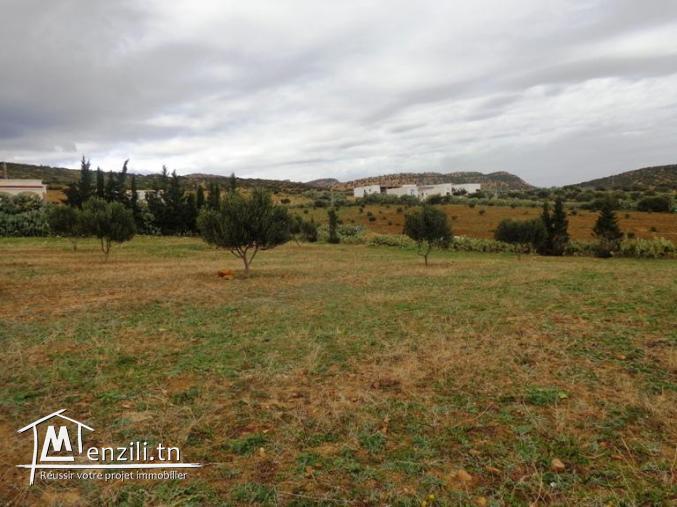 A vendre lot de terrain dans la compagne de hammamet 10-4