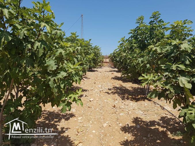 Ferme à Sidi Bou Ali