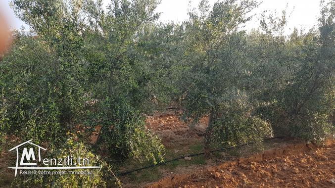 Ferme à Sidi Bou Ali