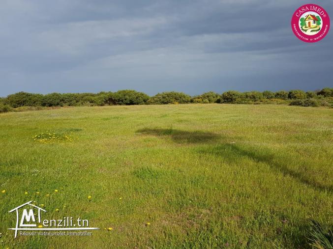 un terrain à vendre à kerkouane pour plus d'info 26305654