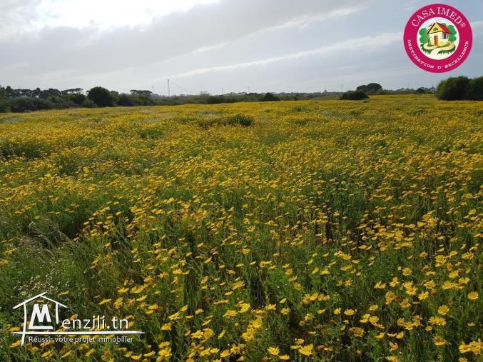 un terrain à vendre à kerkouane pour plus d'info 26305654