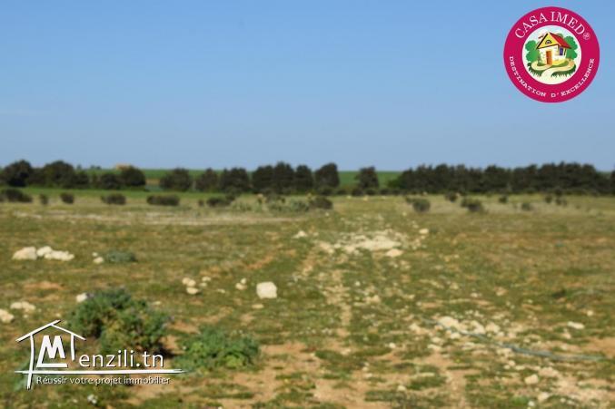 Terrain a vendre à Menzel Ibrahim Kélibia TLF 26 305 654