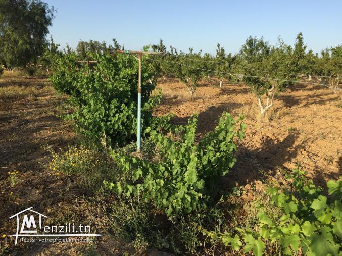 للبيــــــــــع بالحميم أرض الكشباطي