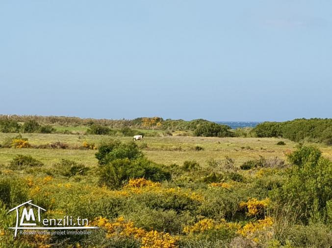 un terrain vue de mer a vendre en promotion à kerkouane / kelibia
