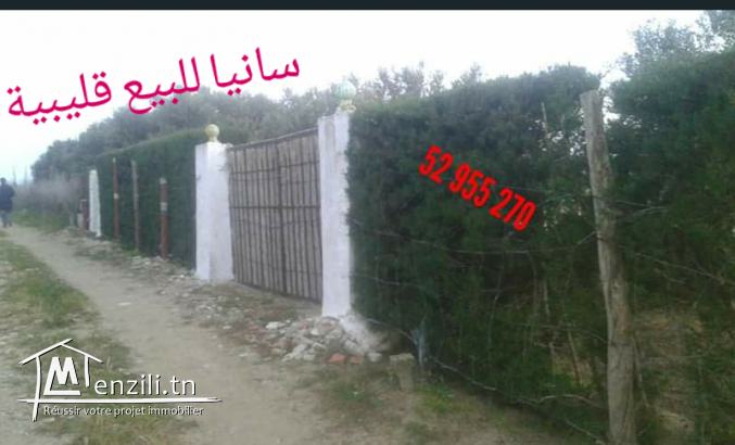 سانيا للبيع قليبية