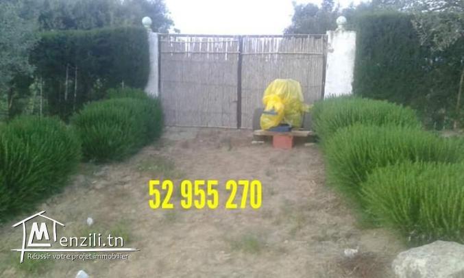 سانيا للبيع قليبية