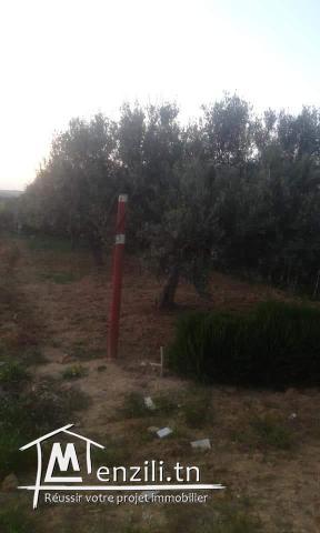 سانيا للبيع قليبية