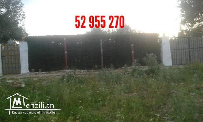 سانيا للبيع قليبية