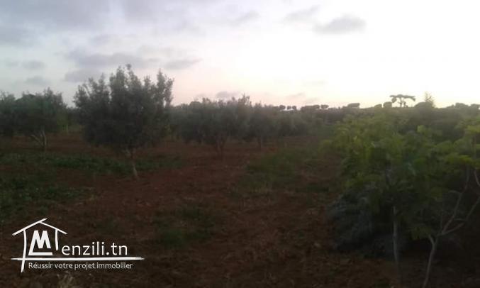 سانيا للبيع قليبية