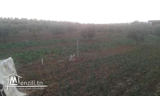 سانيا للبيع قليبية