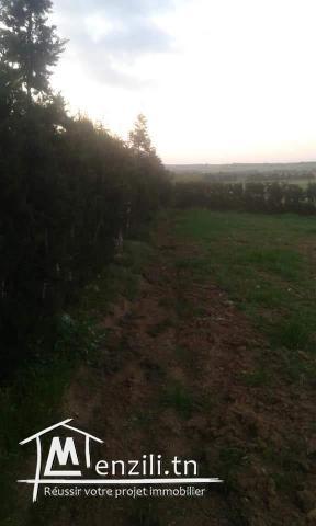 سانيا للبيع قليبية