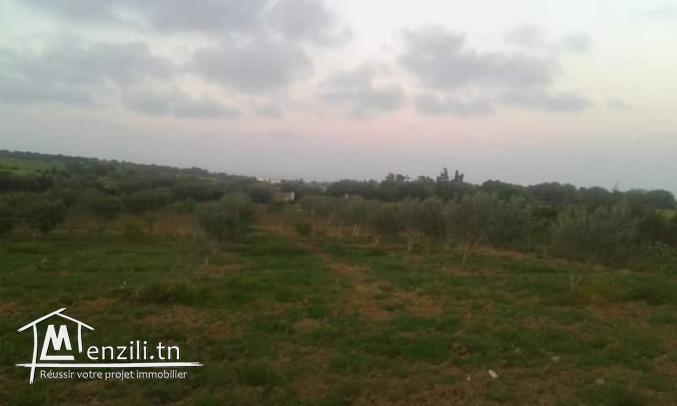 سانيا للبيع قليبية