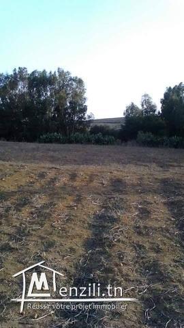 ارض كبيرة للبيع في قليبية