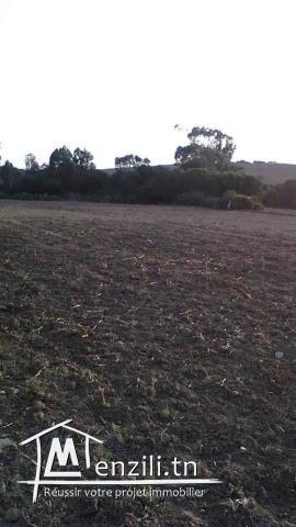 ارض كبيرة للبيع في قليبية