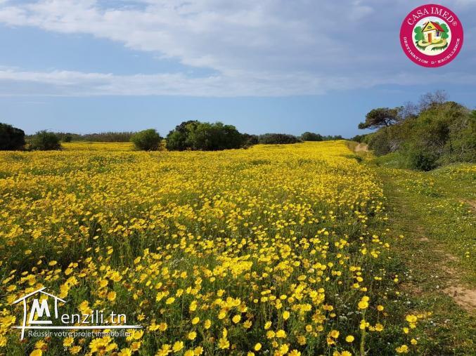 une offre spéciale chez casa imed un terrain a vendre à kerkouane pour plus d'info 26305654