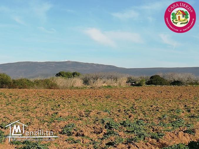 terrain a vendre à El haouaria