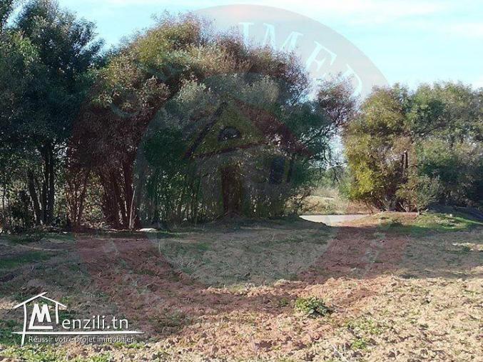 un lotissement a vendre à haouaria pour plus d'info 26875066