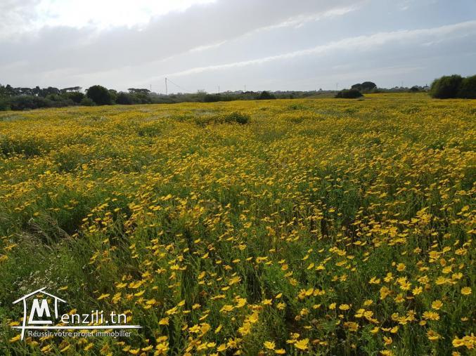 Promo :un terrain 180m² a kerkwen / kelibia